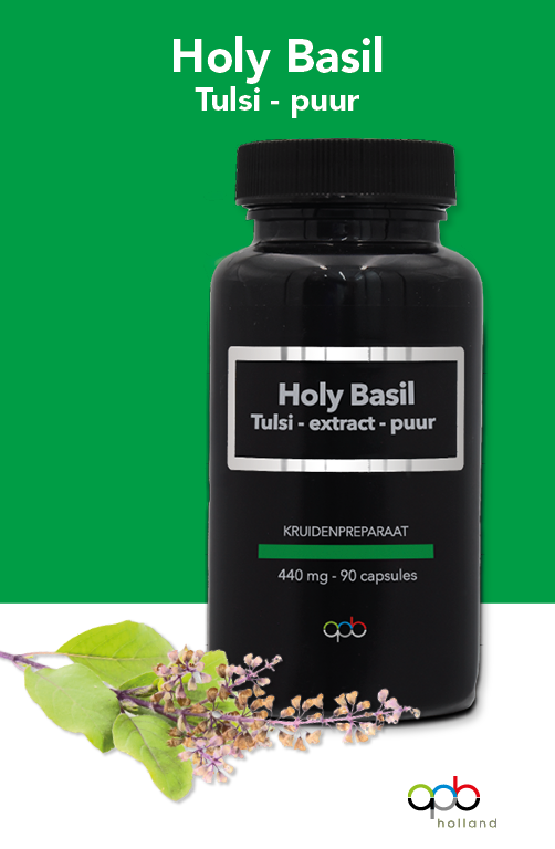 Holy basil (Tulsi) Sample