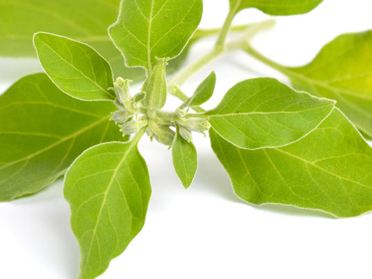 Is Ashwagandha wel of niet veilig?