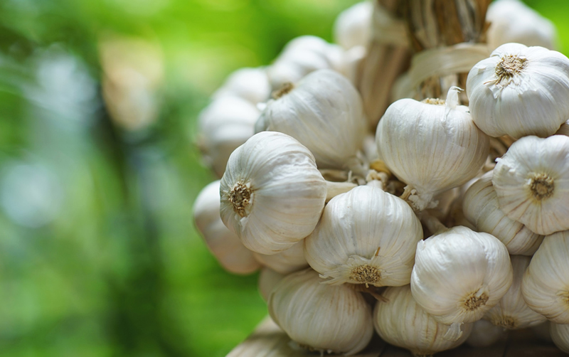 Knoflook in strijd tegen resistente bacteriƫn